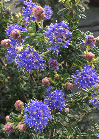 Ceanothus x 'Julia Phelps'